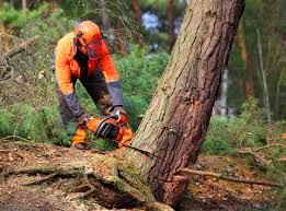 Best Tree Planting Services  in USA